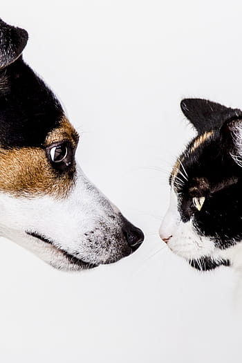 schwarz-braun-weißer Hund, Katze, Weiß, Hintergrund, Katzen, Hund, Tier, Hunde, Tiere, Haustier, Natur