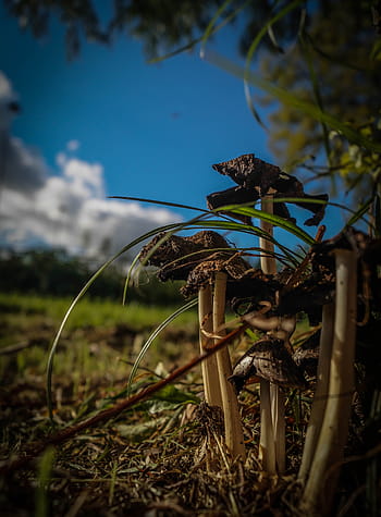 detailní, fotografie, hnědý, houba, selektivní, soustředit se, fotografování, houby, zemědělství, nikdo, zvířat