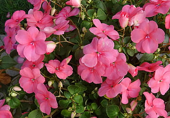 impatiens, 성충 벽화, 꽃, 성욕 술 술탄, 바쁜 리지, 봉숭아, 술 타나, 플로라, 콜카타, 인도