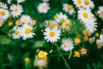 white daisy flowers, white, yellow, flowers, focus, lens, photography, daisies, daisy, garden, flower