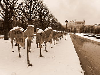 roses, winter, snow, cold, covered, park
