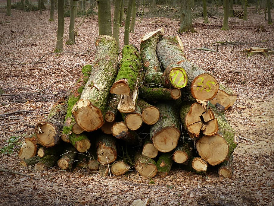 kayu, kehutanan, pohon, hutan, log, seperti, industri kayu, batang pohon, digergaji, kayu bakar