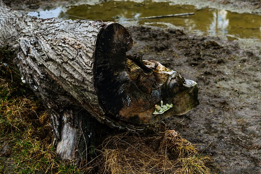 tree, nature, slovakia, liptov, tribe, mud, pool, water, grass, odseknutý, bark