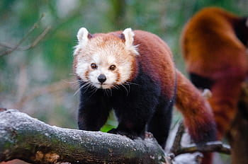 red panda, red panda on tree, red panda in nature, red panda wildlife, red panda close-up, red panda animal, red panda habitat, red panda outdoors, red panda branch, red panda forest, red panda cute