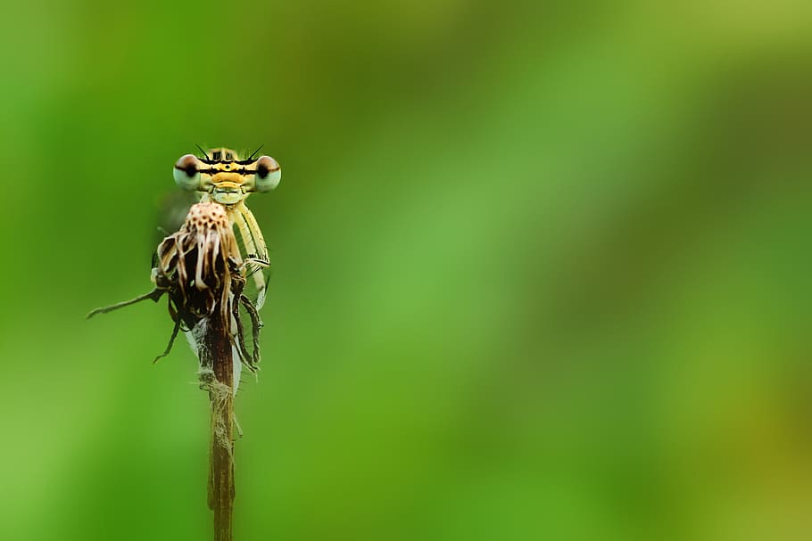 vážka, jarní vážka, hmyz, letu hmyzu, malé vážky, Příroda, zblízka, makro, coenagrionidae, oko, složené oči