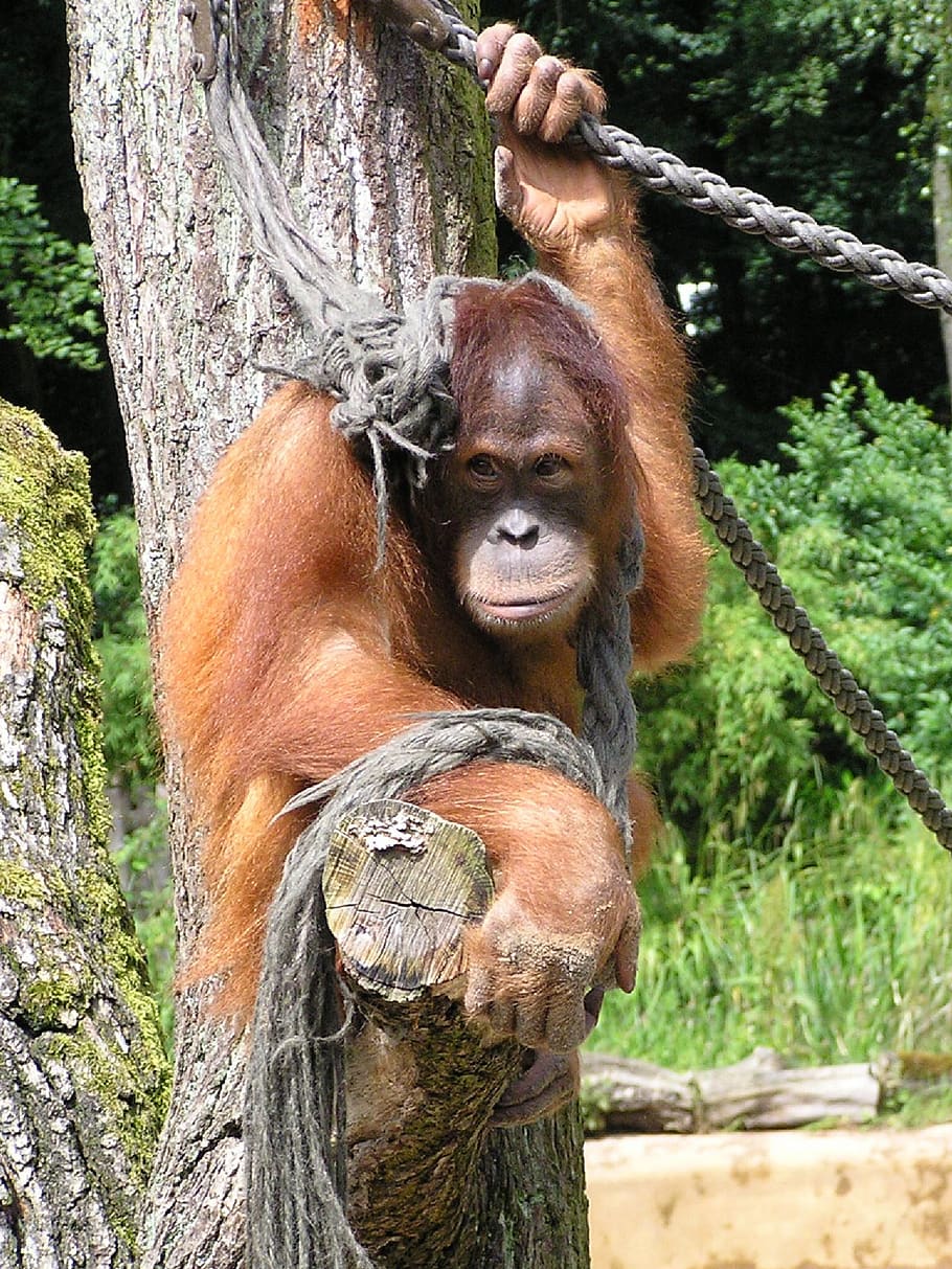 monkey, orang utan, mammal, nature, cute, primates, funny, furry, animal world, endangered, fur
