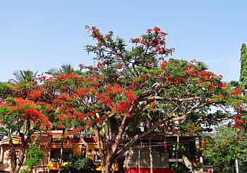 Delonix Regia, Tree, Tropical, gulmohor, dharwad, india, nature, red, outdoors, multi Colored, plant