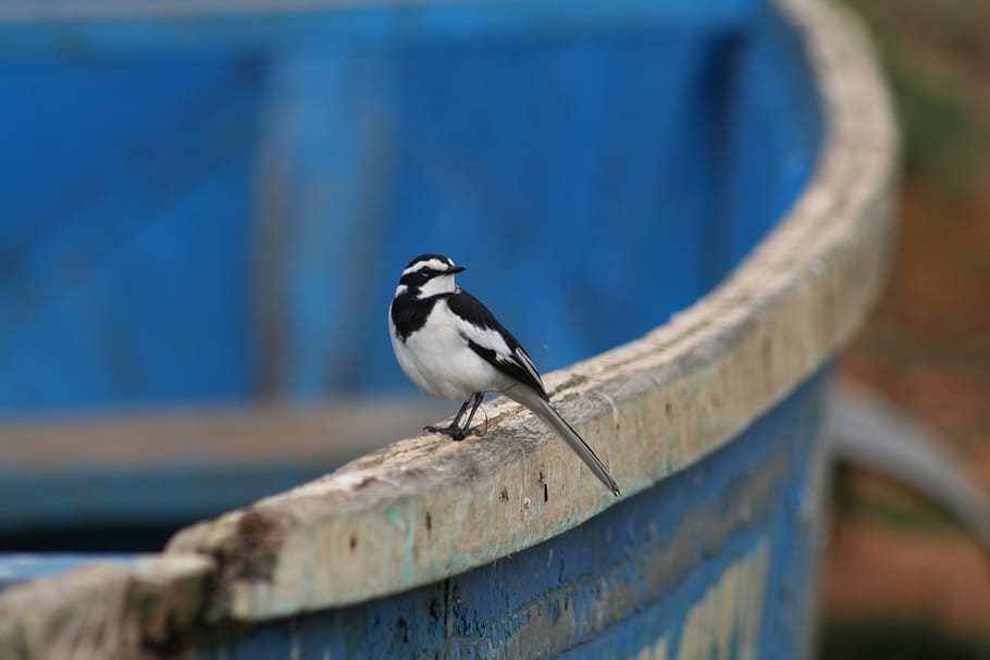 konipas africký, pták, malý pták, africký pták, Afrika, fauna, volně žijících živočichů, uganda, jezero mburo, loď, posazený