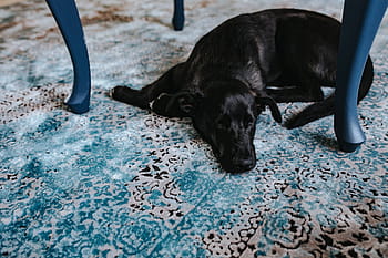hitam, anjing, cahaya, biru, karpet, Anjing hitam, biru muda, karpet biru, hewan peliharaan, hewan, bantal