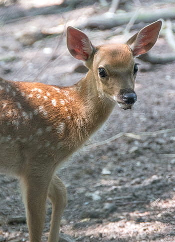 roe deer, kitz, wild, forest, nature, animal world, young, young animal, red deer, wildlife park, fur