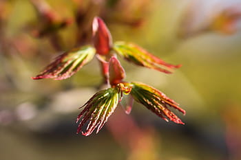 Acer Palmatum, Japan, Maple Leaf, japan maple, spring, nature, wood, japan garden, colors, lights, leaf decomposition