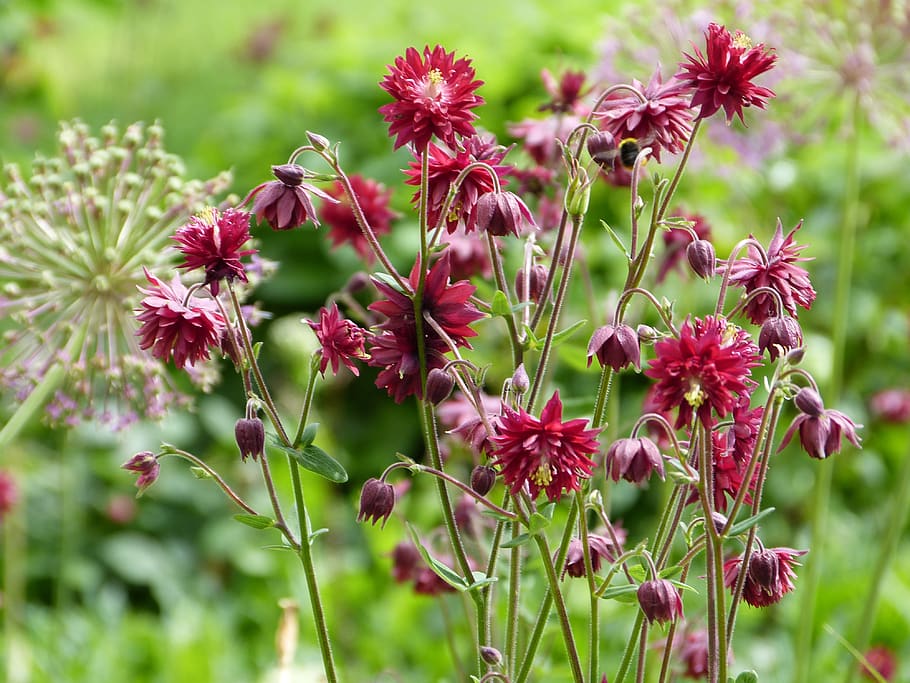 columbine, red, ornamental onion, wild flowers, garden, summer, beauty, protection of species, environmental protection, nature conservation, grassland plants