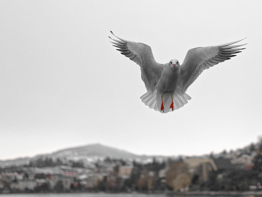 Seagull, Montreux, Vaud, Geneva, Lake, geneva, lake, water bird, bird, waterfowl, nature, fly