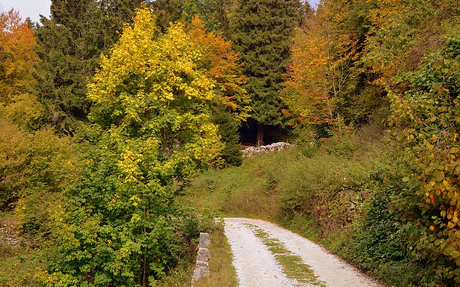 pista, foresta, autunno, il percorso europeo, e5, Lessinia, Italia, montagne, escursione, piante, alberi