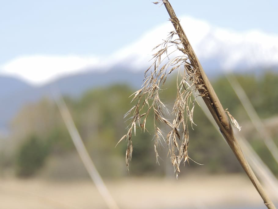 reed, teichplanze, Dam, mose plante, plante, farvande, natur, udendørs, landlige scene, landbrug