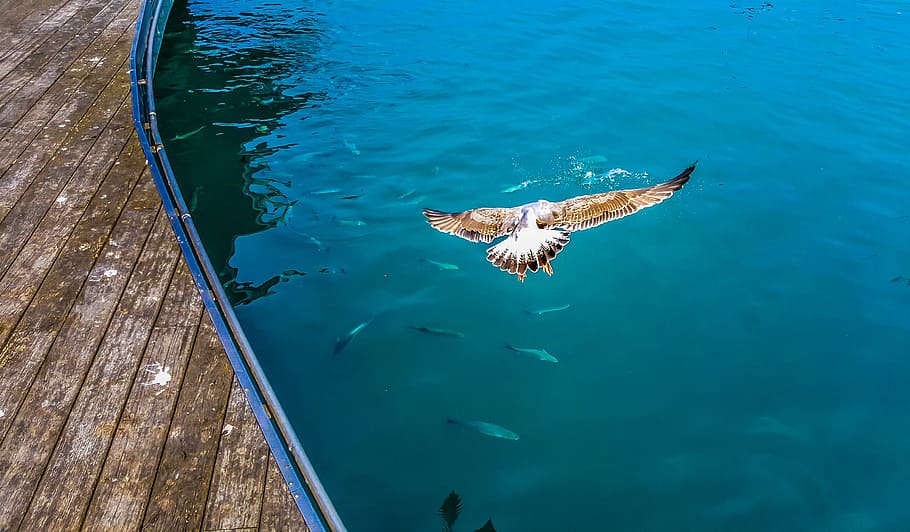 Seagull, Bird, Dive, Hunt, Prey, Eat, fish, school, wings, mediterranean, sea