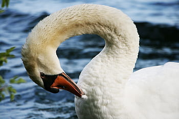 cigno, avvicinamento, animale, becco, uccello, collo, bianca, piume, acqua, lago, natura