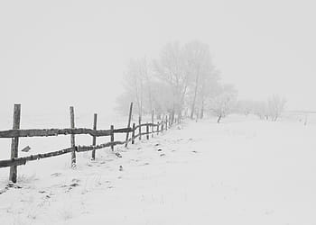 marron, clôture, à côté de, des arbres, couverture, neige, du froid, brouillard, gris, blanc, hiver