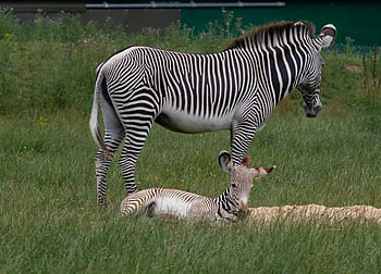 zebra and baby, baby zebra, zebra, animal, africa, safari, wildlife, mammal, baby, nature, stripes
