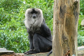 wanderoe, baardaap, leeuwenstaartmakaak, macaco, scimmie, zoo, Blijdorp, Rotterdam, esotico