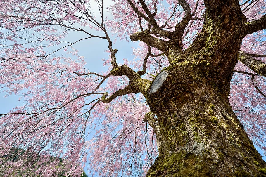 pink blossom tree, flowers, natural, plant, outdoors, wood, spring, pink, landscape, japan, cherry