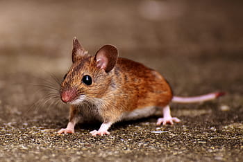 brown rat, wood mouse, nager, cute, mouse, rodent, fur, apodemus sylvaticus, button eyes, small, nature