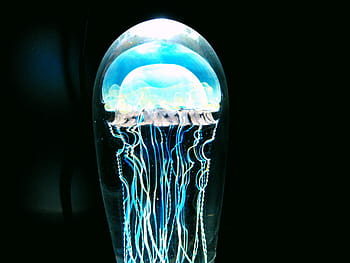 blue jellyfish, jellyfish, blue, sea animal, aquarium, sea, underwater, creature, schirmqualle, animal, cnidarian