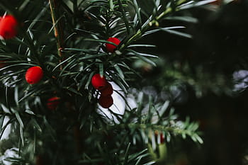 赤、 ナナカマド、 木、 果物、 枝、 山の灰、 クリスマス、 冬、 自然、 クローズアップ、 季節