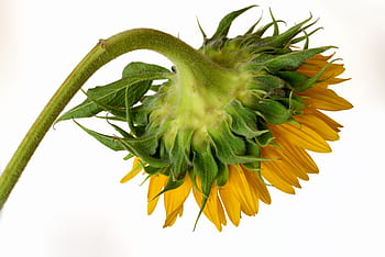 slunečnice, okvětní lístky, květ, žlutá, botanický, barva, rostlina, čerstvý, Příroda, jaro, letní