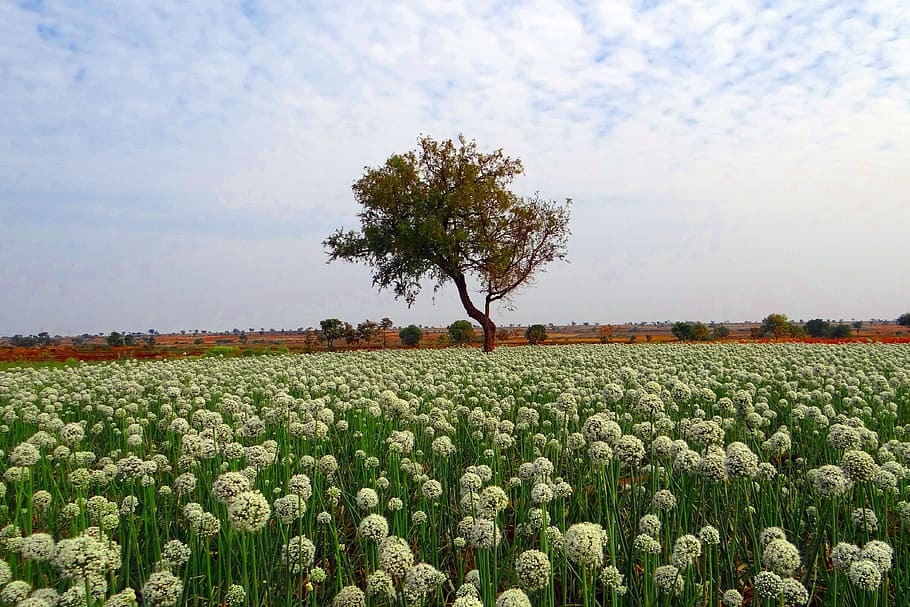 lone, tree, middle, flower field, cirrus clouds, lone tree, flower, field, onion fields, crop, india