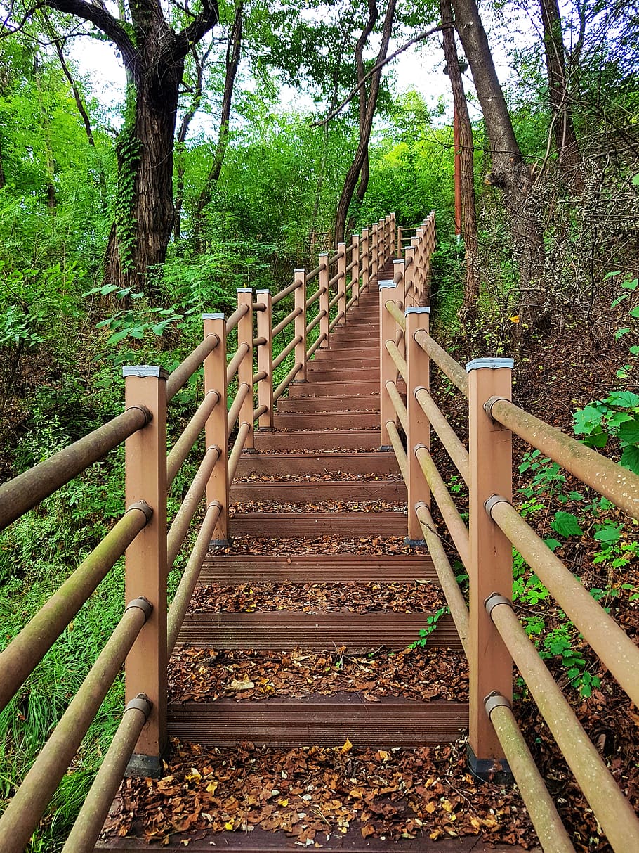 gil, stairs, forest road, nature, scenery, break, path, the leaves, handle, gradually, exercise