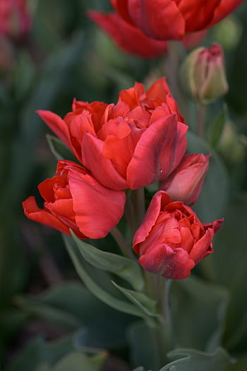 tulip, red, spring, tulips, flowers, flora, bouquet, nature, garden, romance, bloemengroet