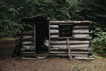 dřevěný, kůlny, obklopen, stromy, Příroda, krajina, les, Dům, sklad, zelená, listy