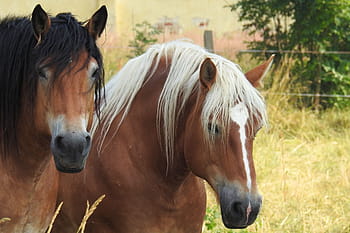 dva, hnědý, tráva, koně, chladnokrevných zvířat, klisny, pastvina, hlava koně, paddock, kůň, domácí zvířata