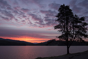 tramonto, calma, tranquillo, calmo, acqua, crepuscolo, riflessione, caldo, d'oro, riva, lago, albero