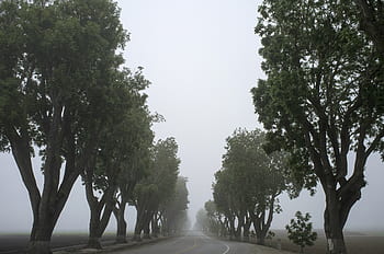 grigio, nebbia, alberi, le foglie, strada, i campi