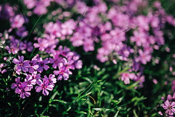 花、 開花、 春、 ピンク、 クローズアップ、 庭、 植物、 背景、 フォラル、 自然、 紫