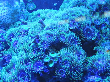 blue, corals, sea, background, water, coral, reef, underwater, animal, nature, fish