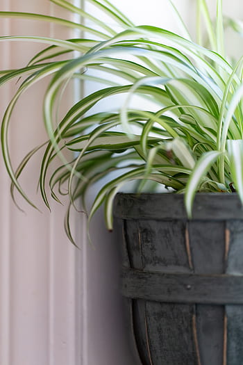 Casa, pianta, interno, arredamento, verde, flora, piantatore, in vaso, foglia, le foglie, natura