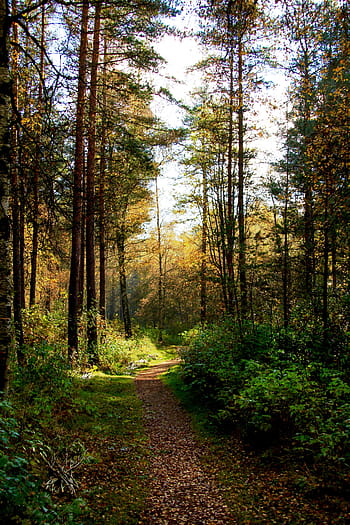 les, podzim, barvitý, silnice, list, park, Příroda, strom, krajina, venku, scén