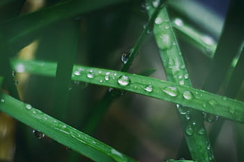 selective, focus, grass, water, drops, green, leaf, plants, plant, outdoor, drop