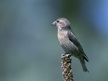 cone, pine, open, enable, beaks, specialized, crossbills, red, birds, animals, fauna
