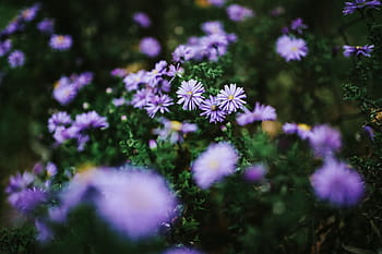 紫の花のクローズアップ、 紫、 花、 クローズアップ、 植物、 草原、 自然、 夏、 屋外、 緑色、 自然の美しさ