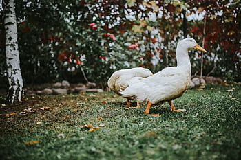 rumput, burung, daun, bebek, putih