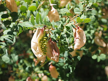 yellow bubble shrub, bush, colutea arborescens, fabaceae, faboideae, legume, tree, fruits, rispig, blow, balloon