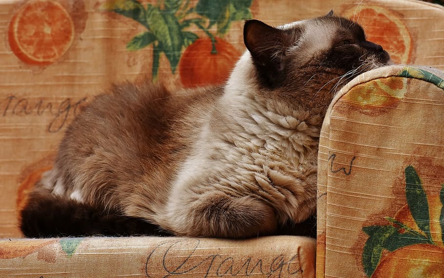 cat, british shorthair, thoroughbred, fur, brown, beige, blue eye, sweet, cute, mieze, kitten