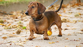 dog, dachshund, Dog, Dachshund, animal, pets, brown, canine, cute, purebred Dog, mammal, puppy