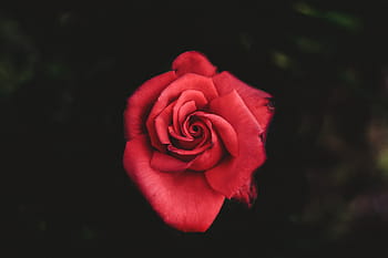 red, rose, macro lens photography, flower, petal, bloom, garden, plant, nature, autumn, fall