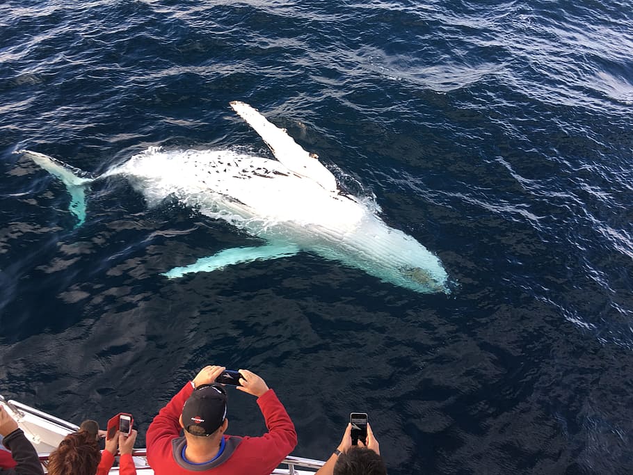 Weiß, Wal, Karosserie, Wasser, tagsüber, Whale Watching Gold Coast, Seewort, Buckel