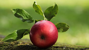 frutto rosso tondo, Mela, rosso, Mela rossa, delizioso, frutta, vitamine, frisch, natura, salutare, maturo